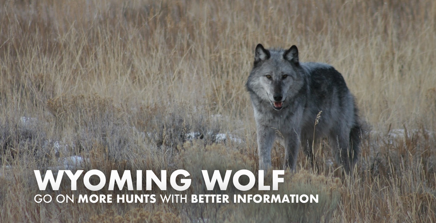 Wyoming Wolf Hunting