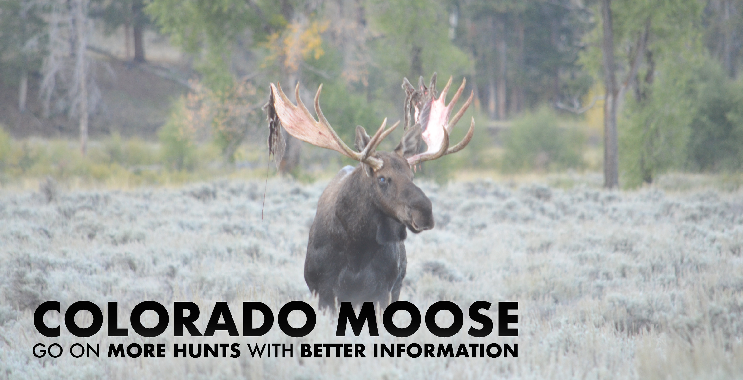 Colorado Moose Hunting