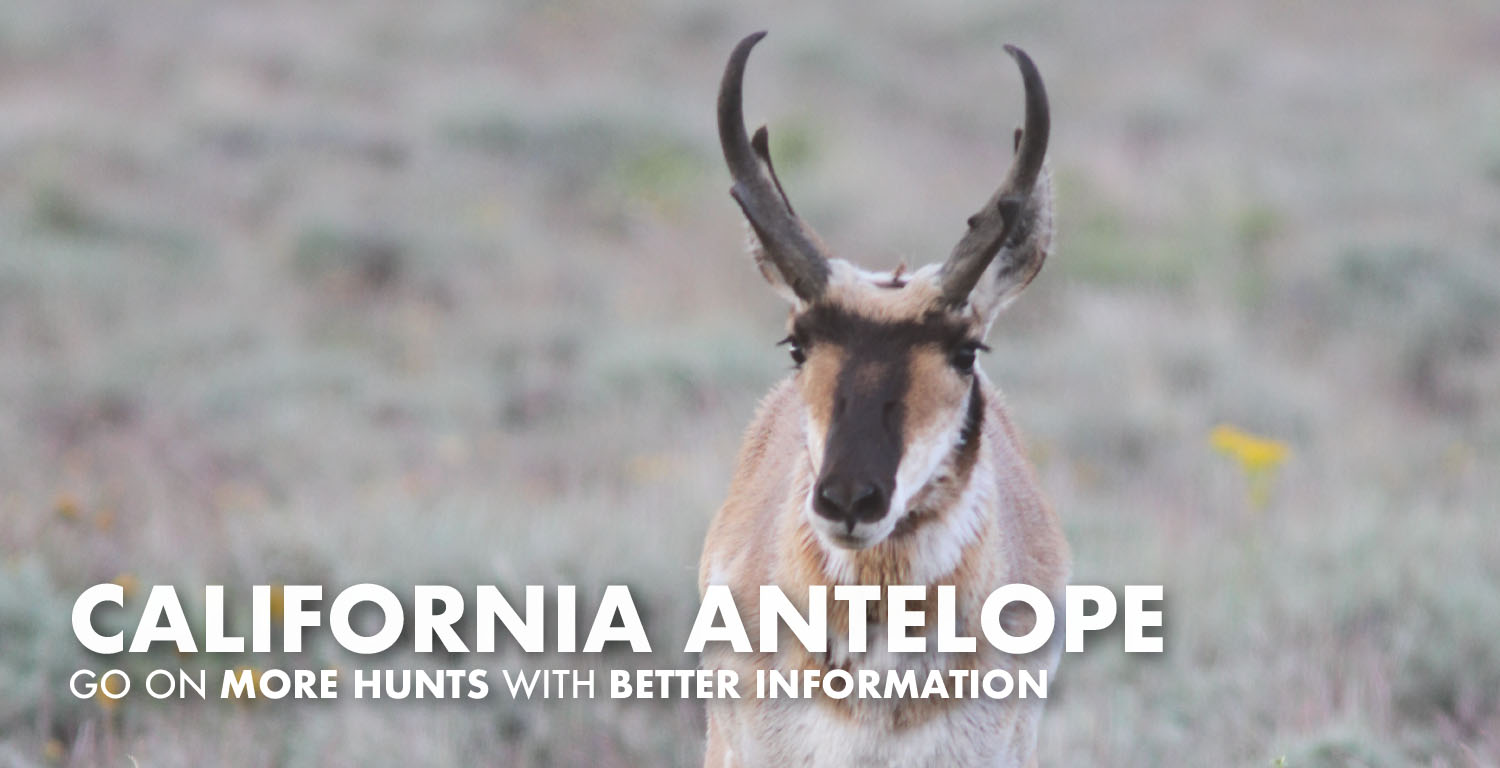 California Antelope Hunting