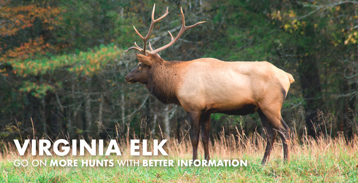 Virginia Elk Hunting