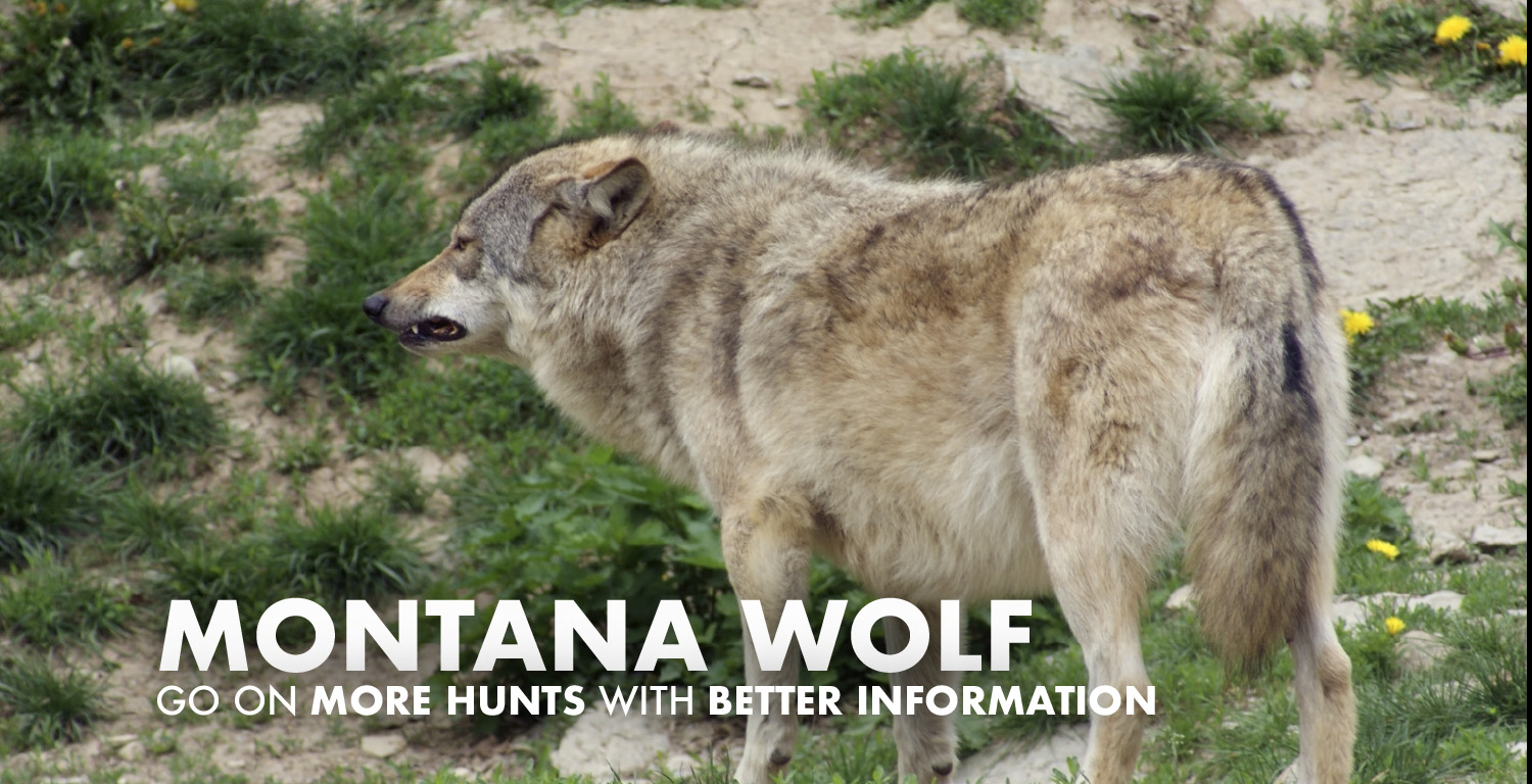 Montana Wolf Hunting