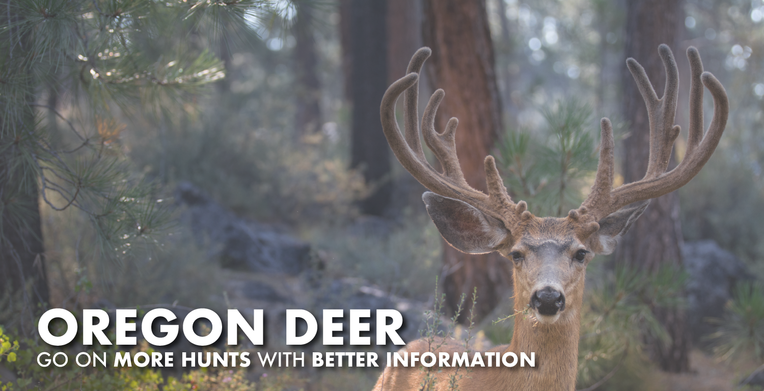 Oregon Deer Hunting