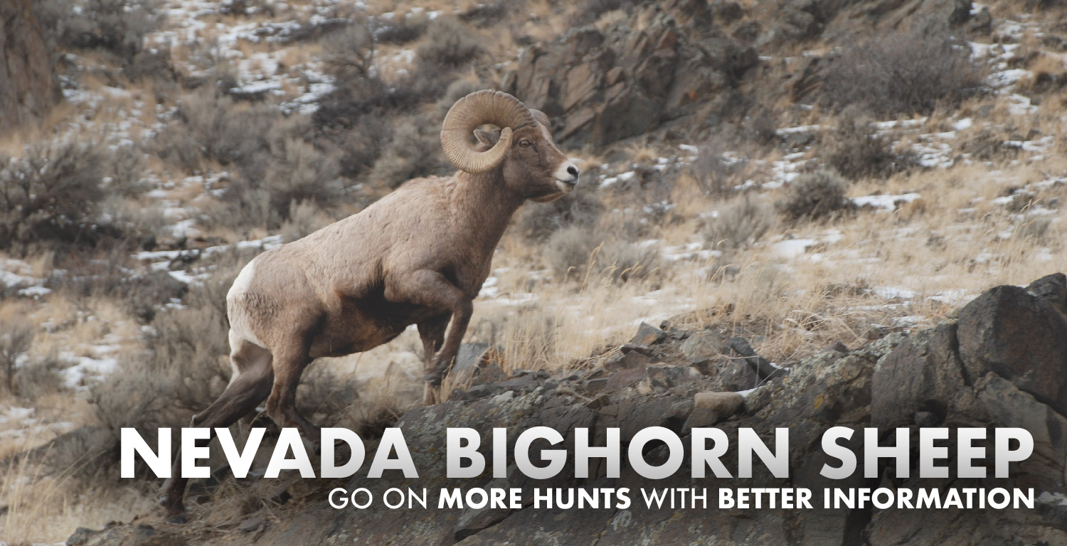 Nevada Bighorn Sheep Hunting