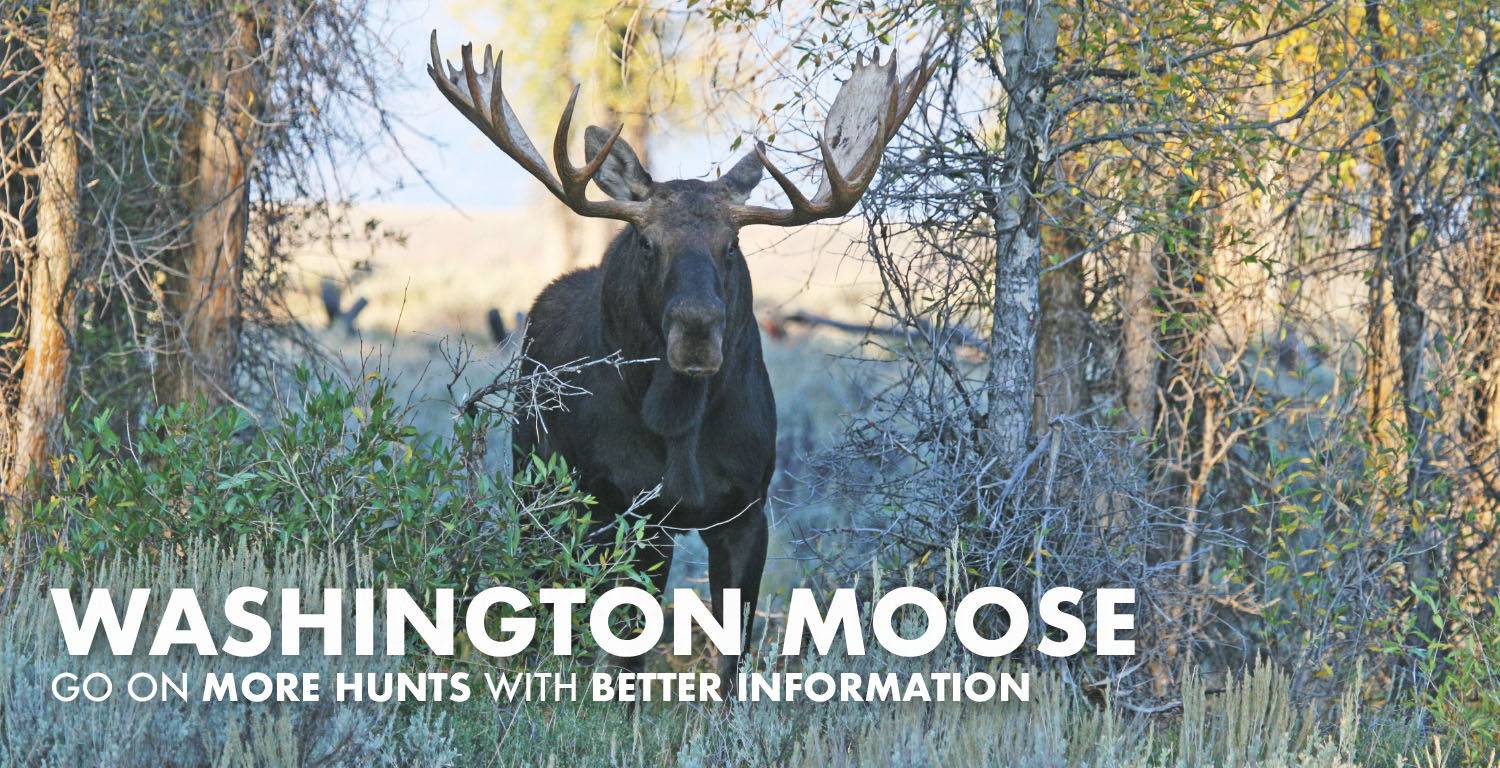 Washington Moose Hunting