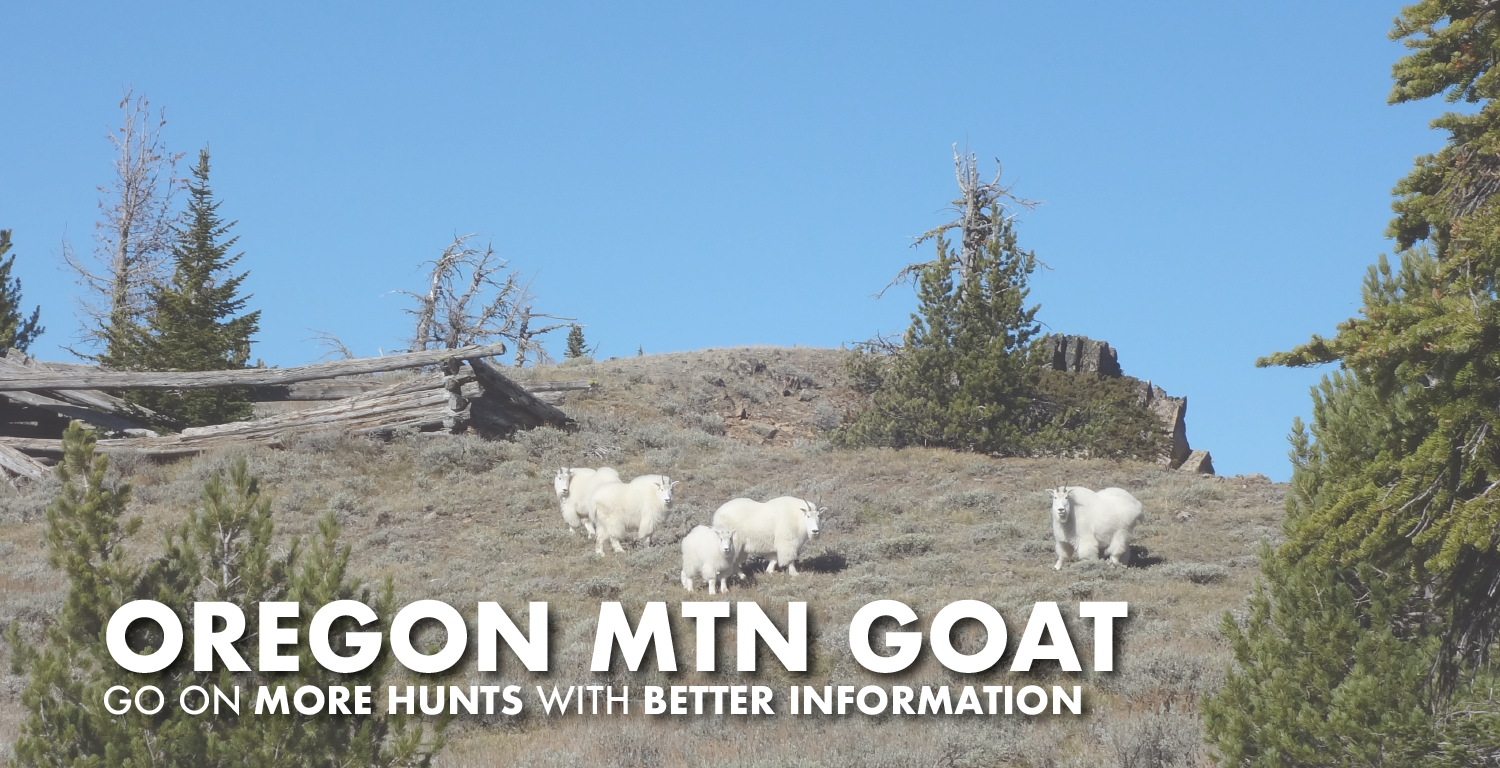 Oregon Mountain Goat Hunting