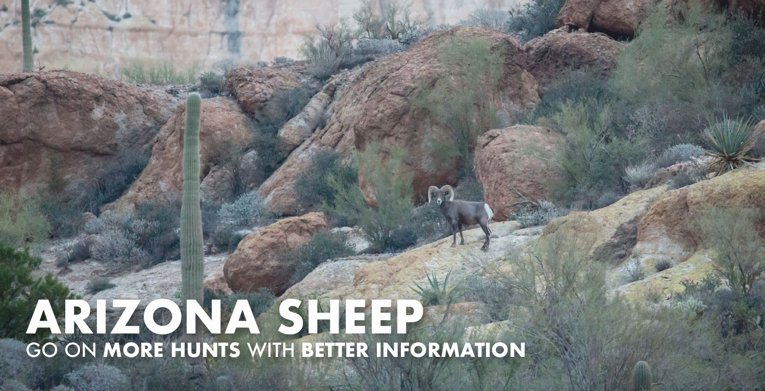 Arizona Sheep Hunting