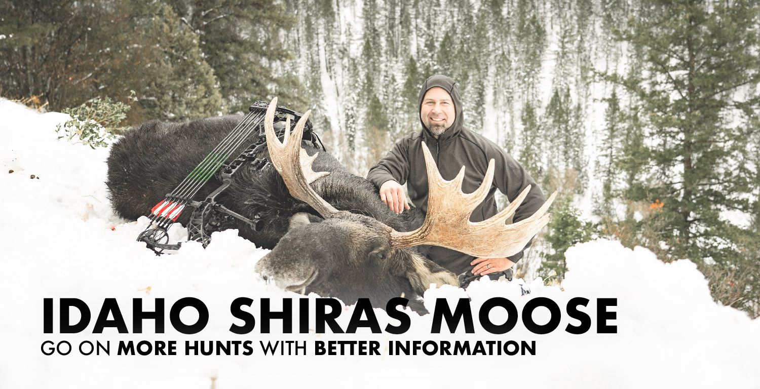 Idaho Shiras Moose Hunting