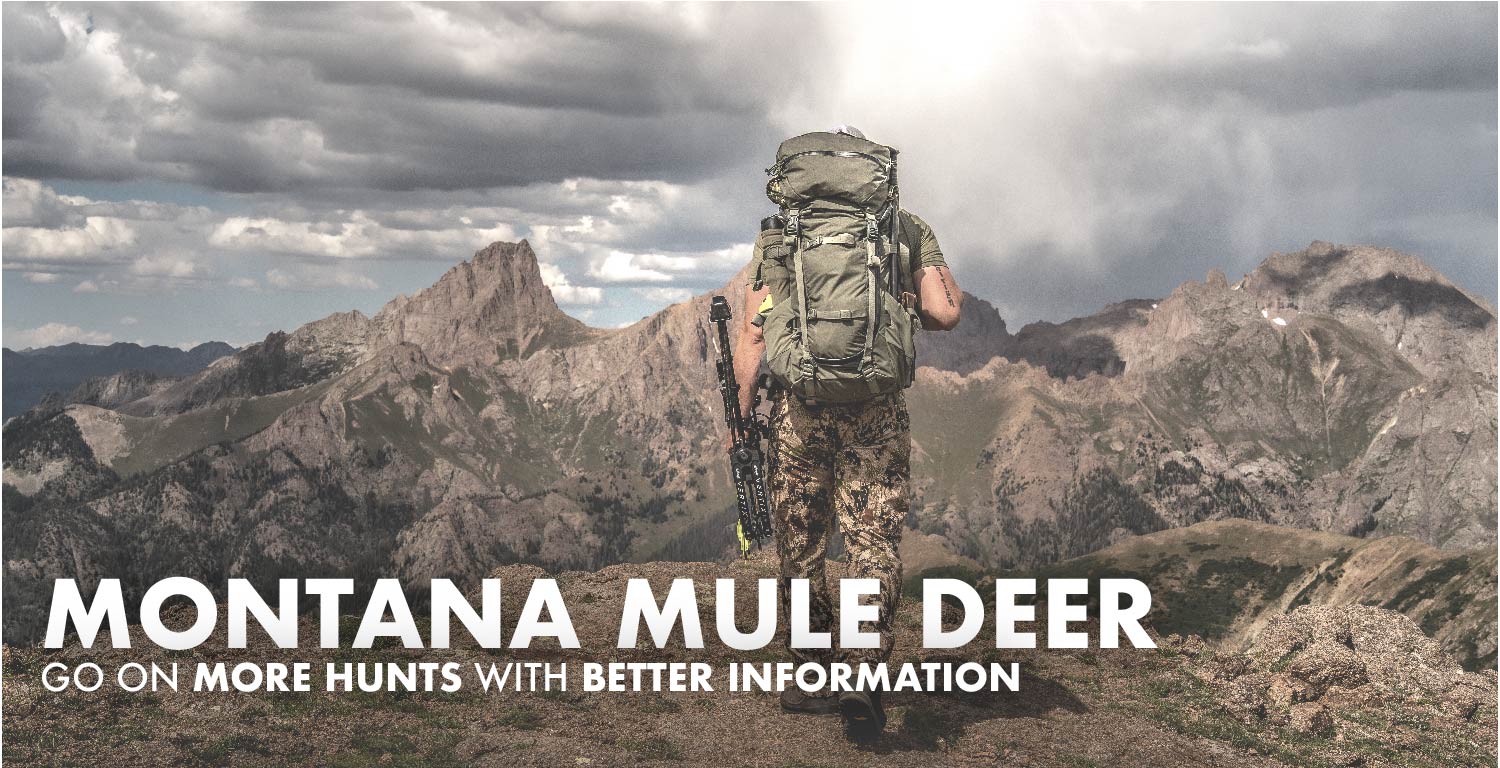 Montana Mule Deer Hunting