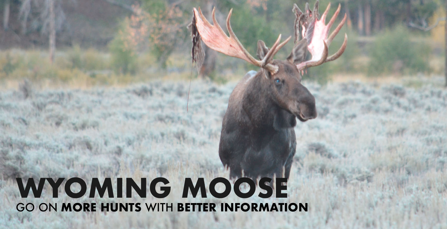 Wyoming Moose Hunting