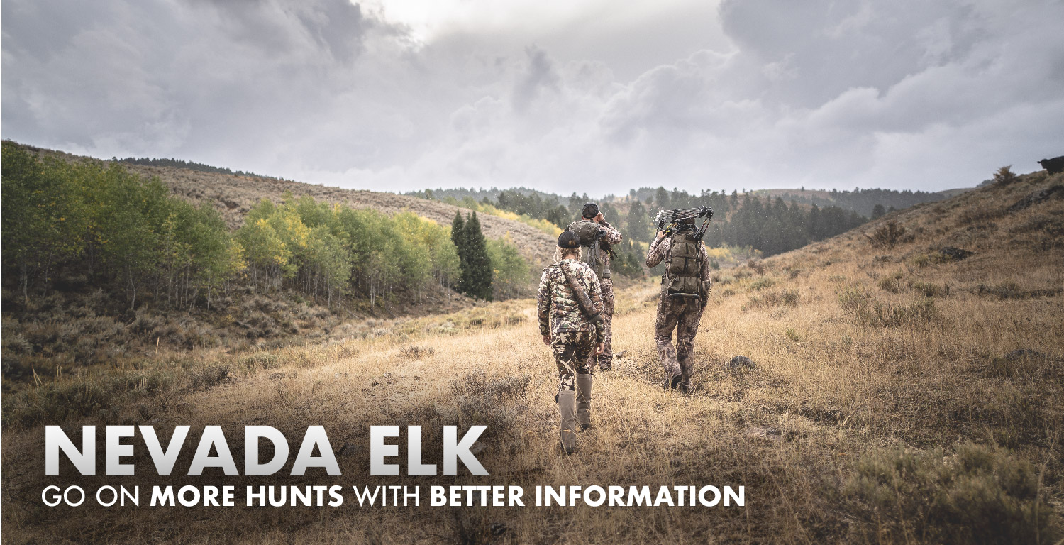 Nevada Elk Hunting