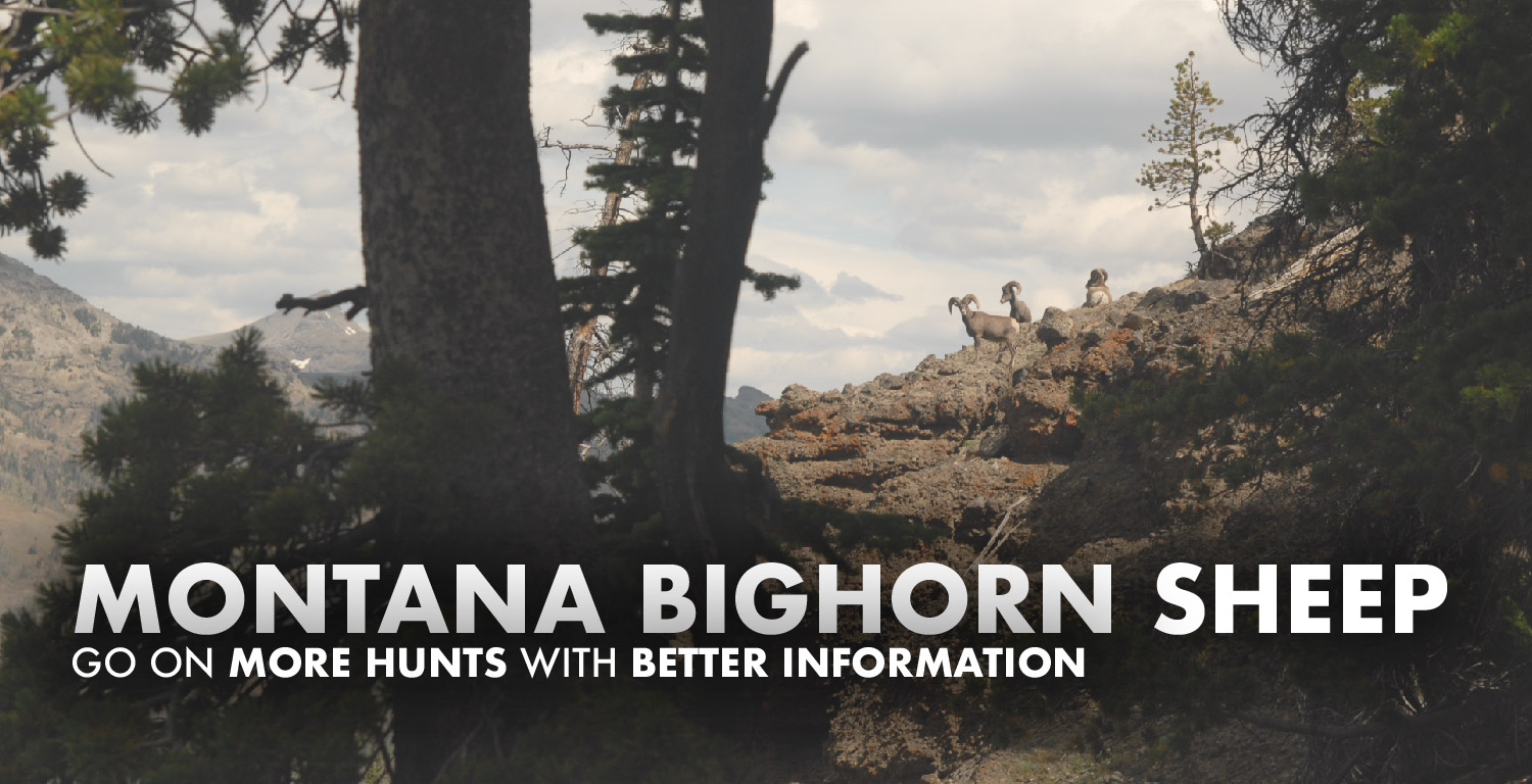 Montana Bighorn Sheep Hunting