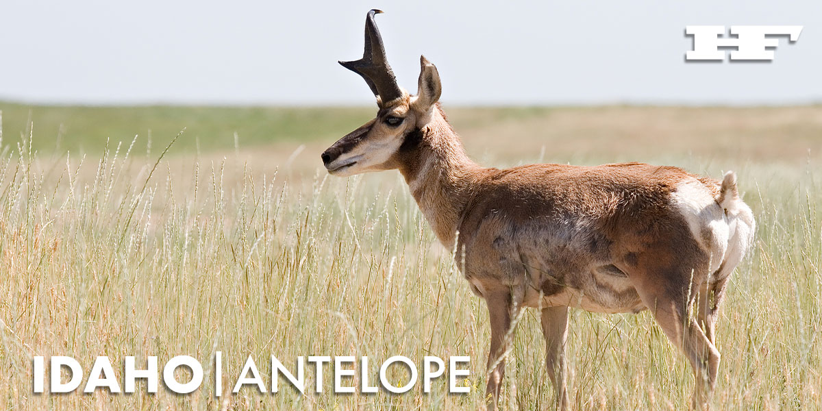 Idaho Antelope Hunting