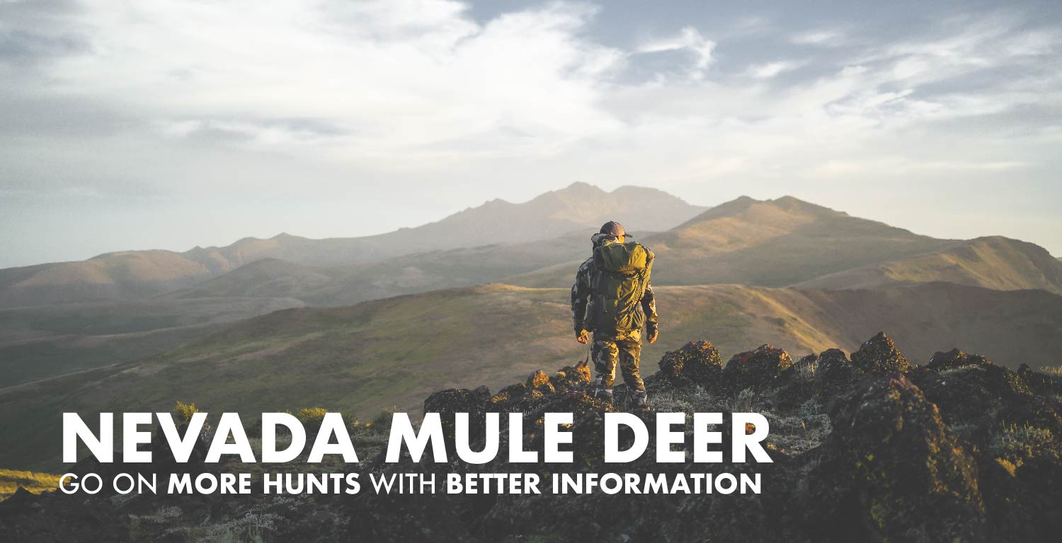 Nevada Mule Deer Hunting