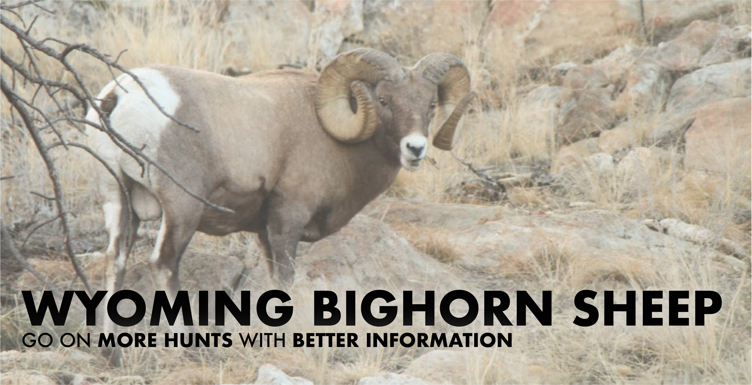 Wyoming Bighorn Sheep Hunting