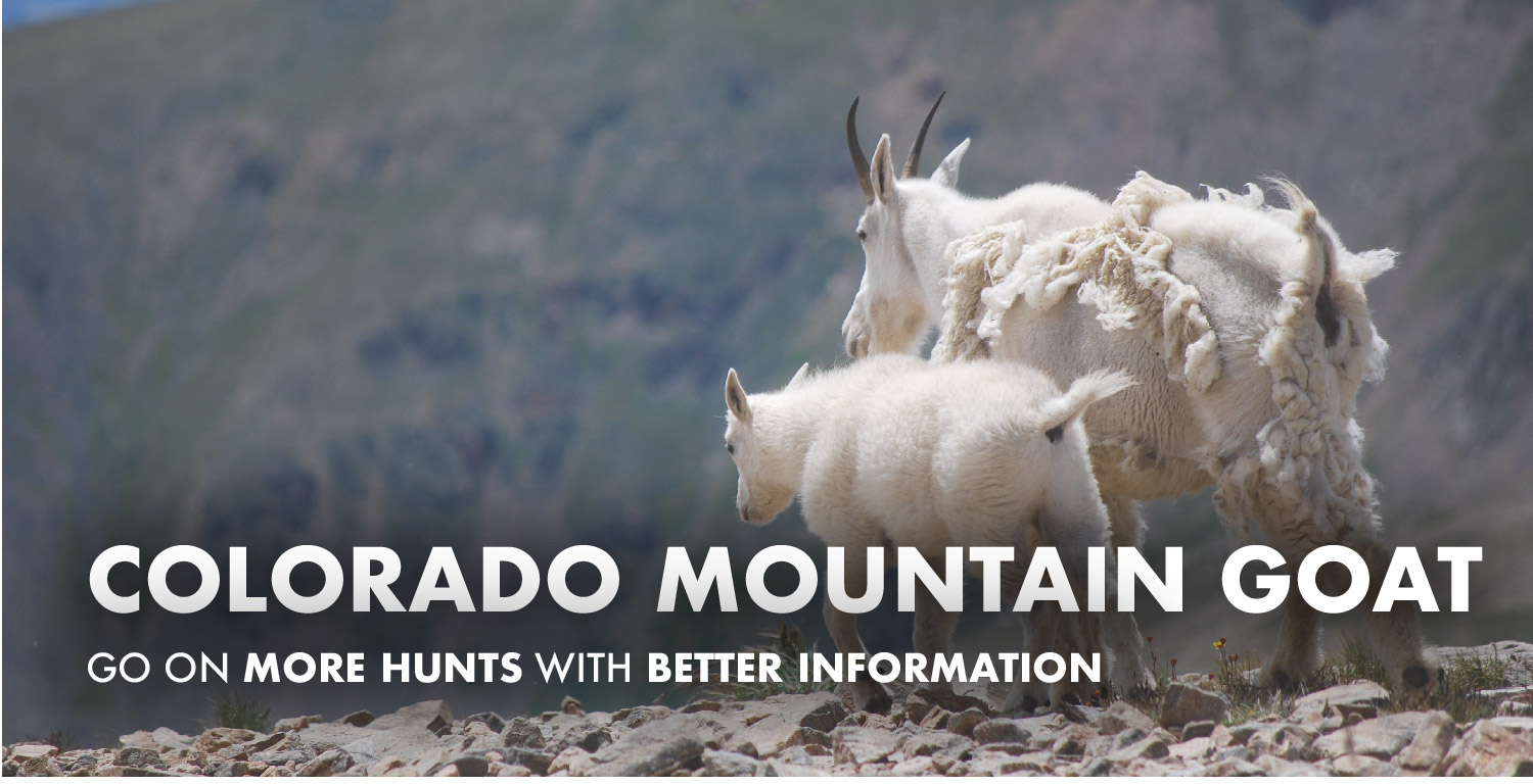 Colorado Mountain Goat Hunting