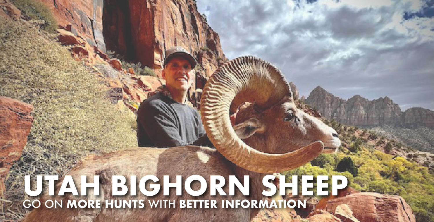 Utah Bighorn Sheep Hunting