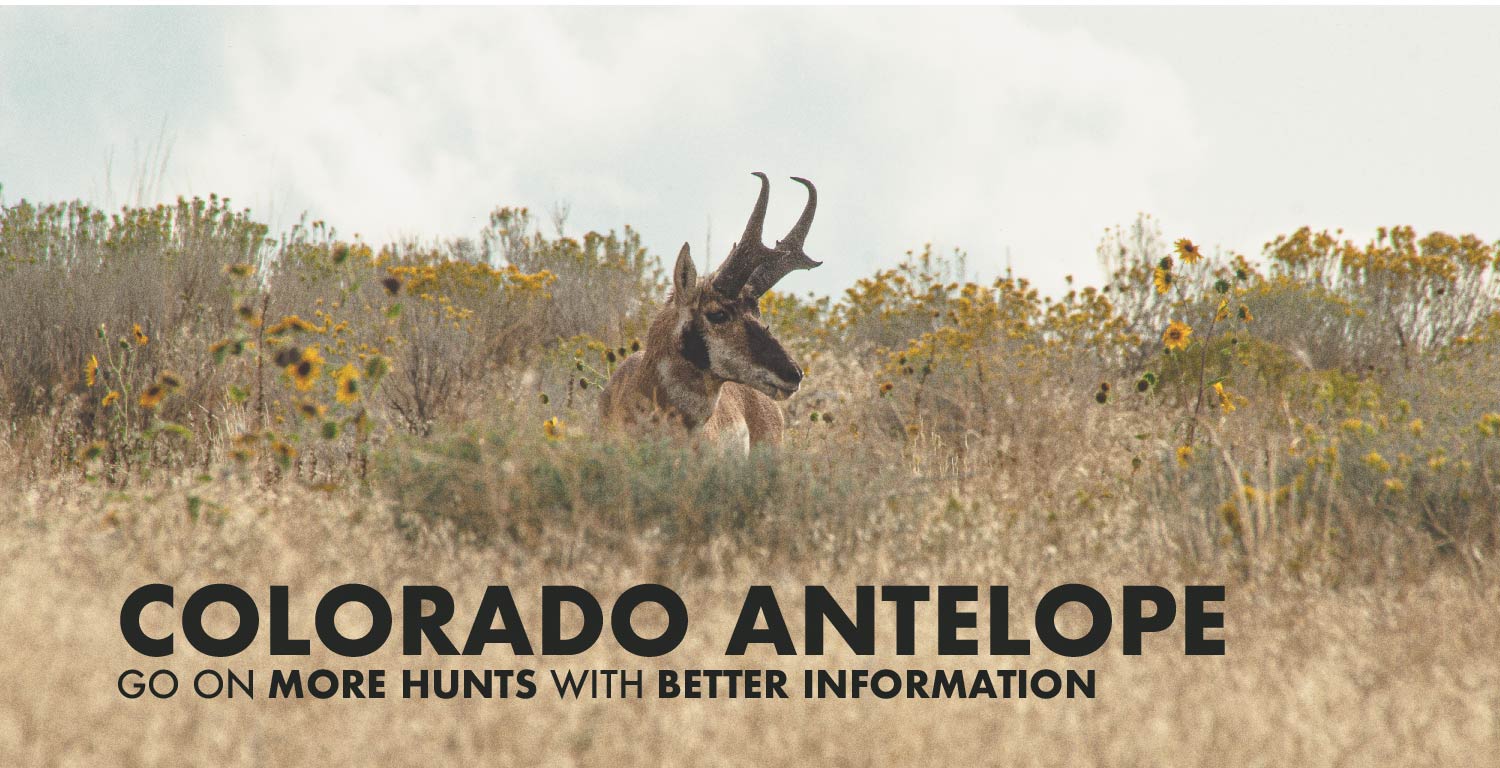 Colorado Antelope Hunting