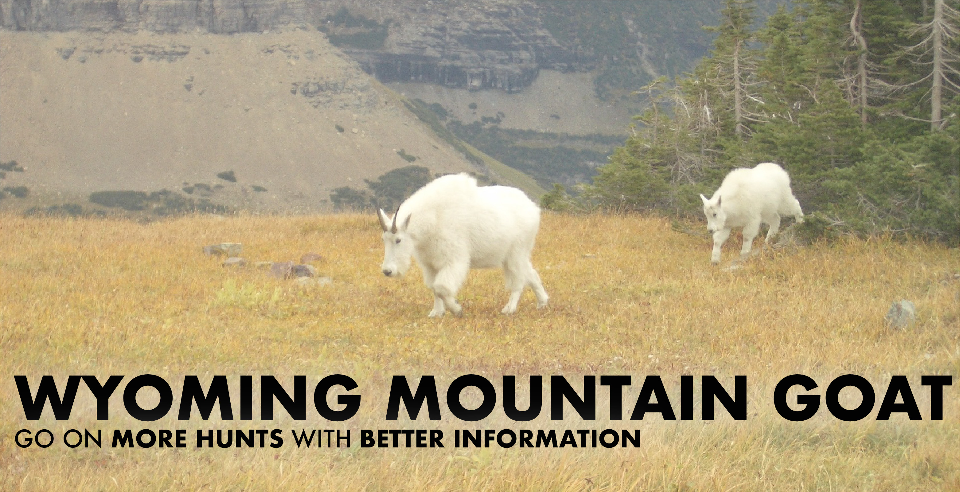Wyoming Mountain Goat Hunting
