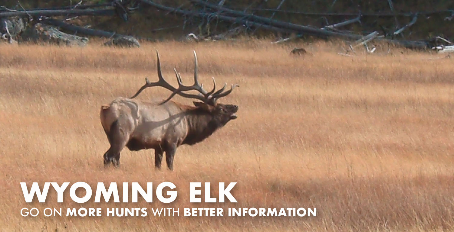 Wyoming Elk Hunting 2024 Draw Odds, Tags, Season Info, Deadlines, and