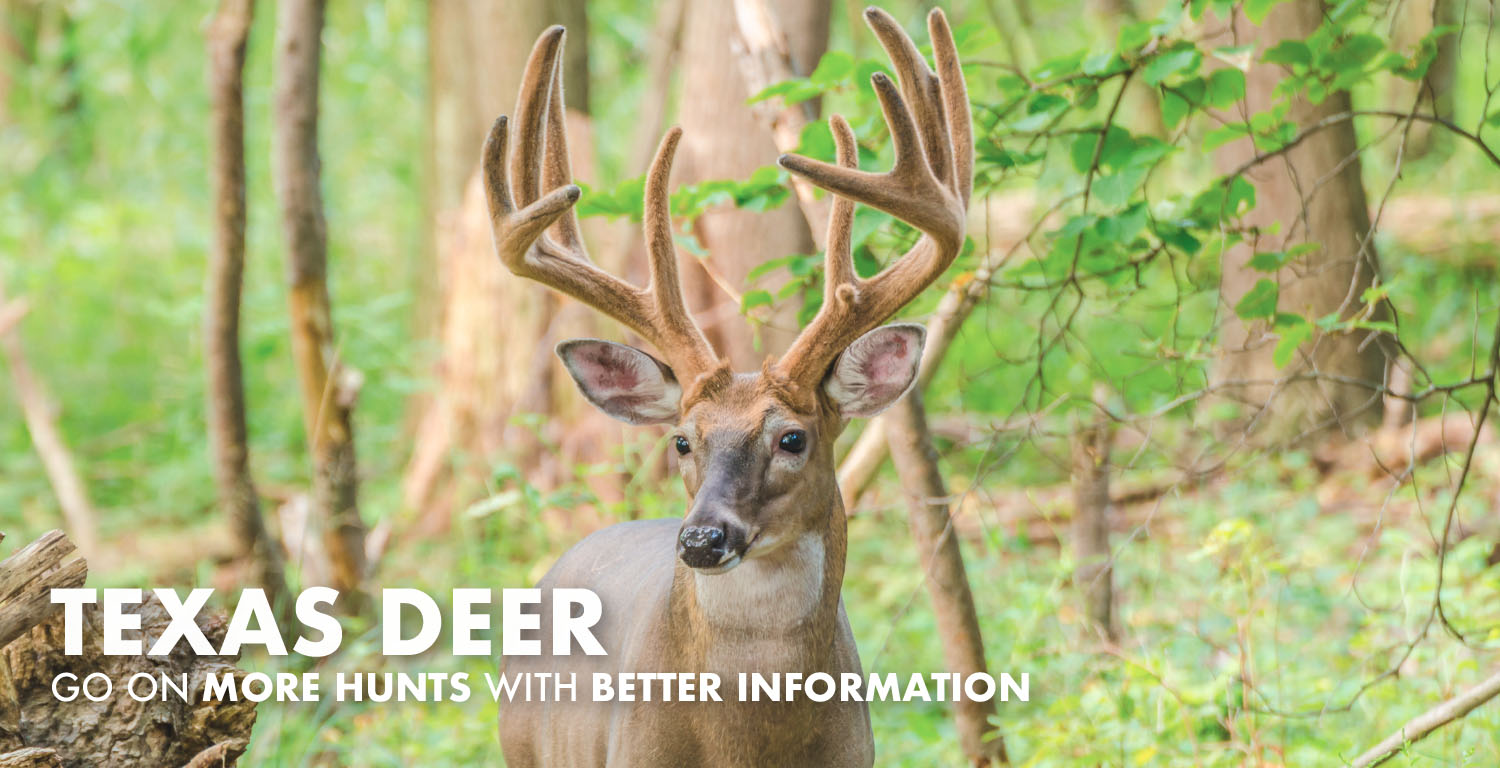 Texas Deer Hunting