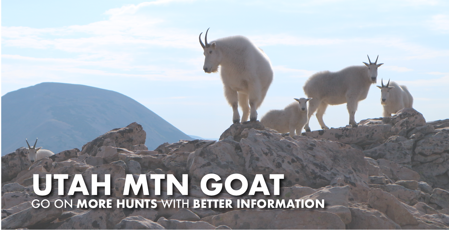 Utah Mountain Goat Hunting