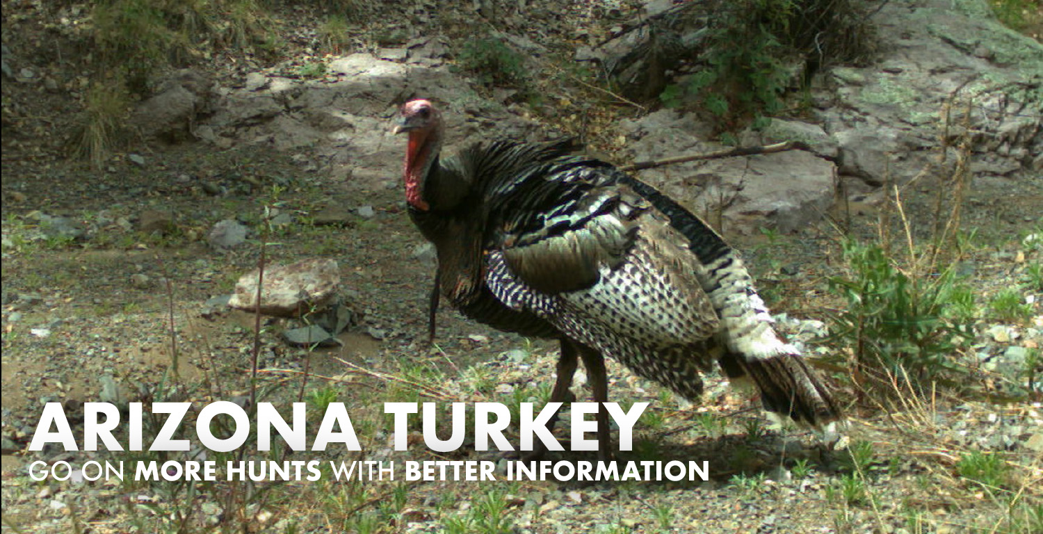 Arizona Turkey Hunting