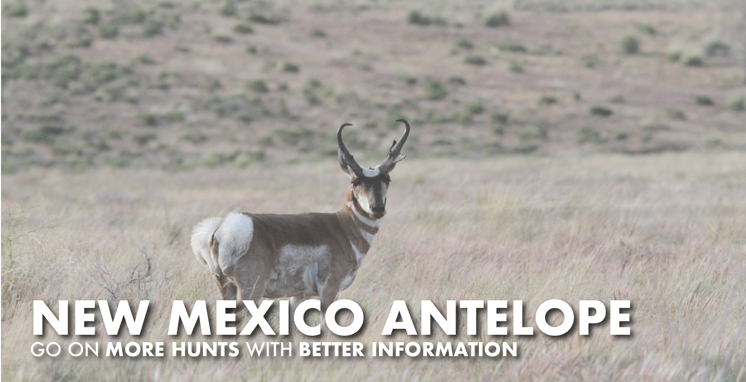 New Mexico Antelope Hunting