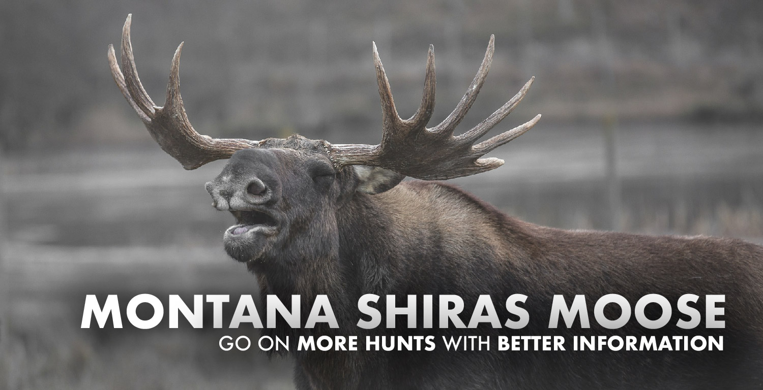 Montana Moose Hunting