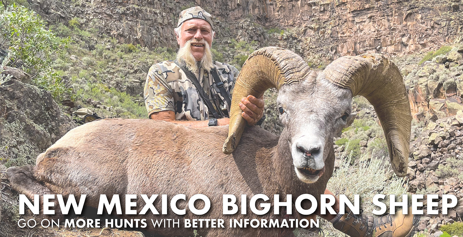 New Mexico Bighorn Sheep Hunting
