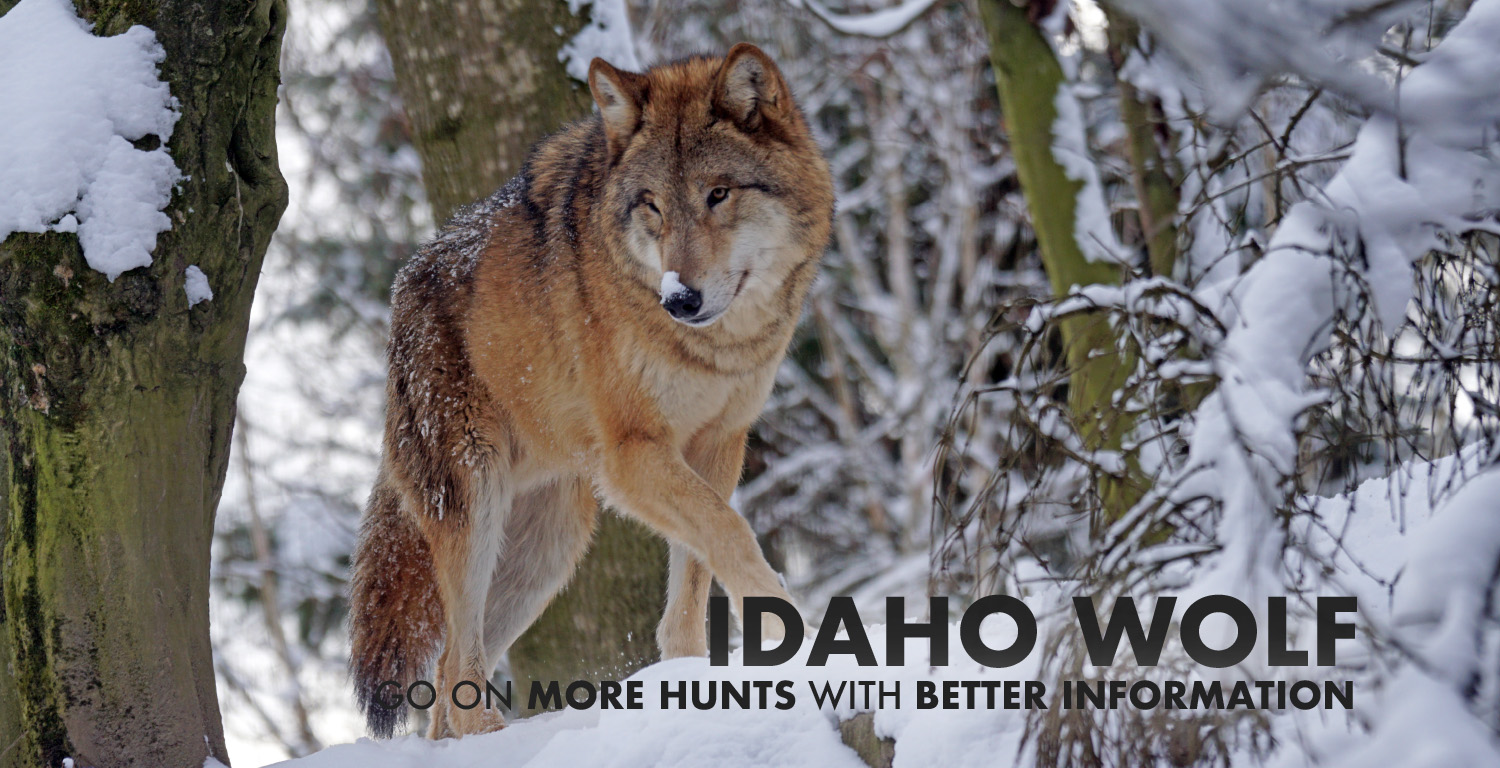 Idaho Wolf Hunting