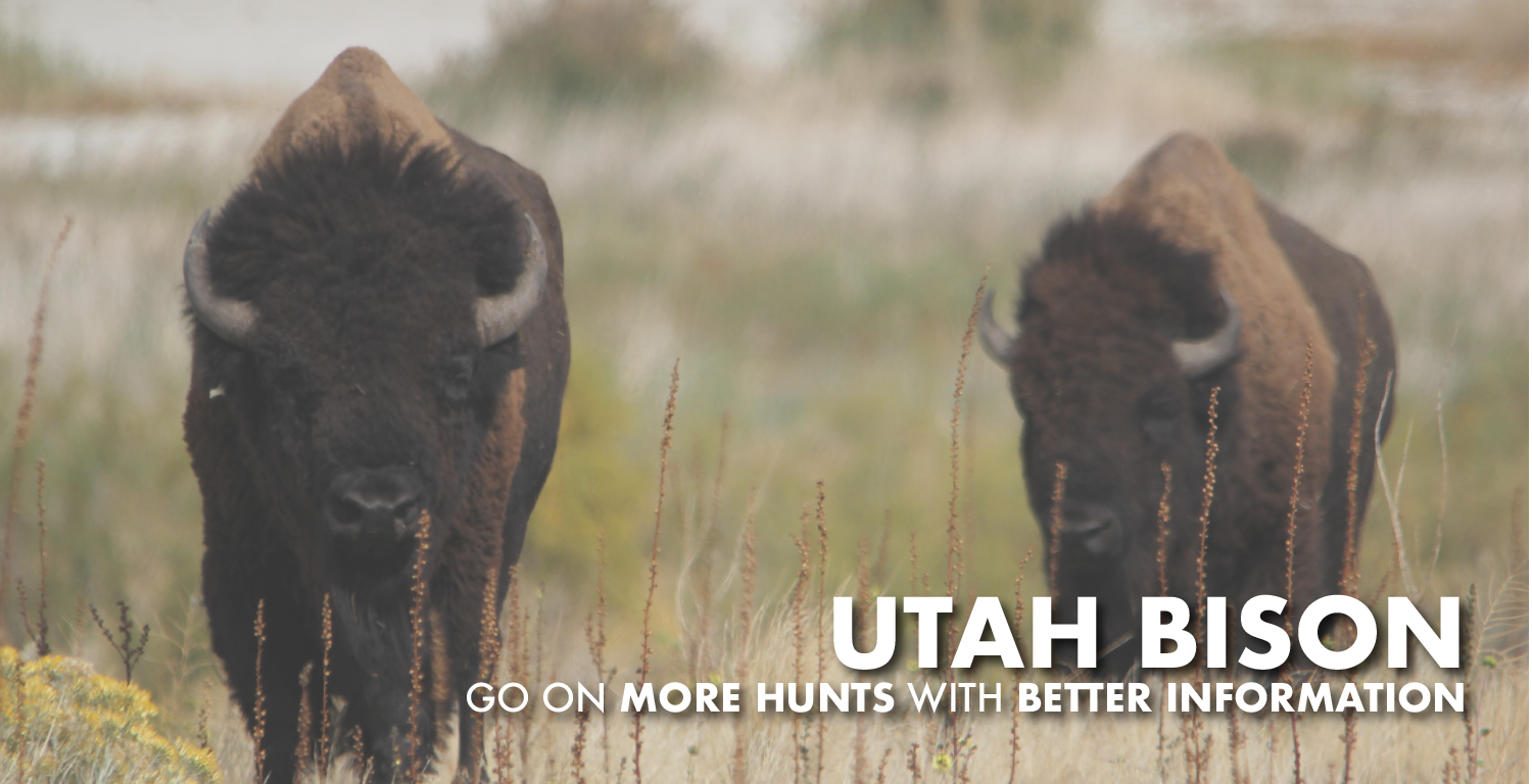 Utah Bison Hunting