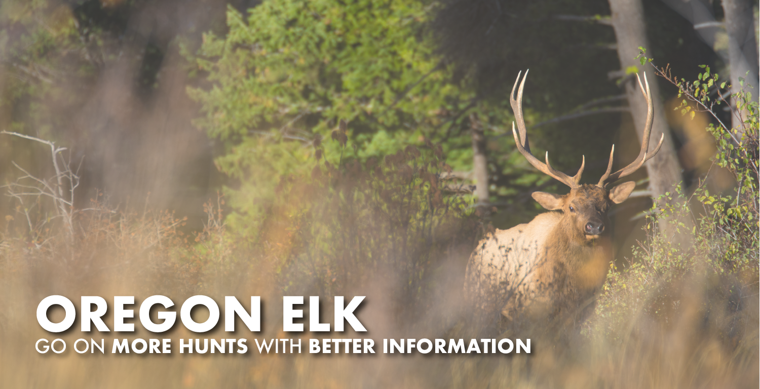 Oregon Elk Hunting