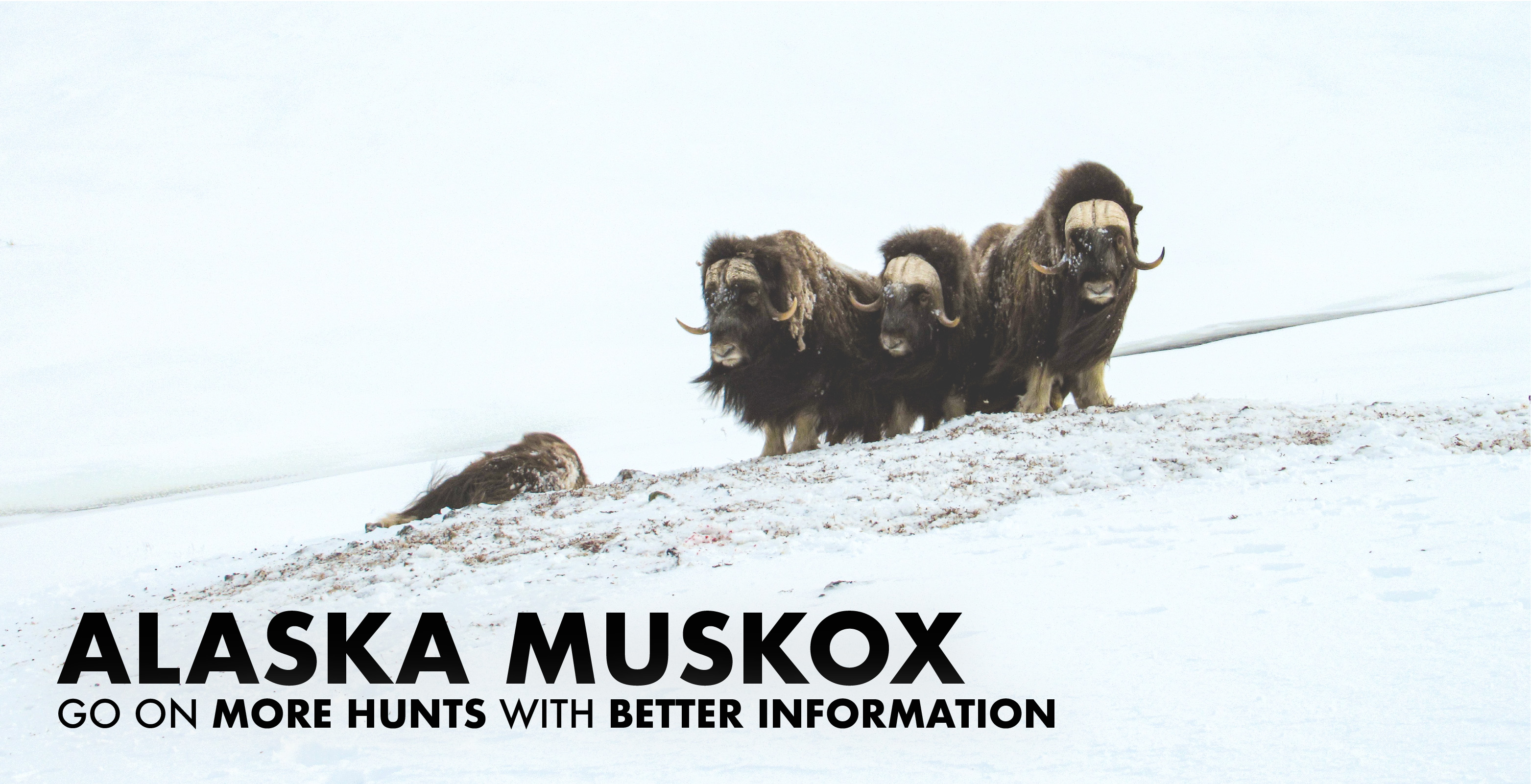 Alaska Muskox Hunting