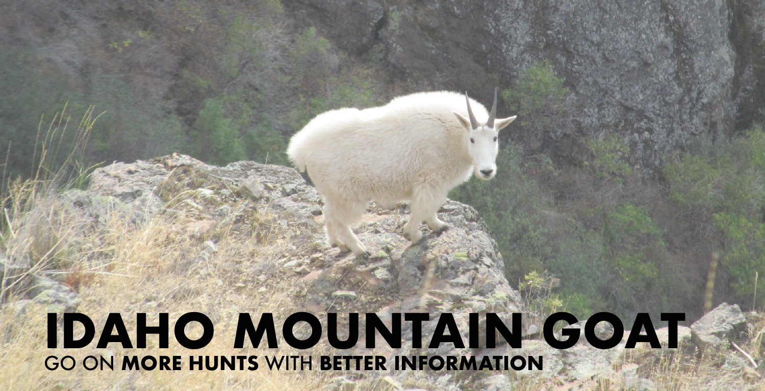 Idaho Mountain Goat Hunting