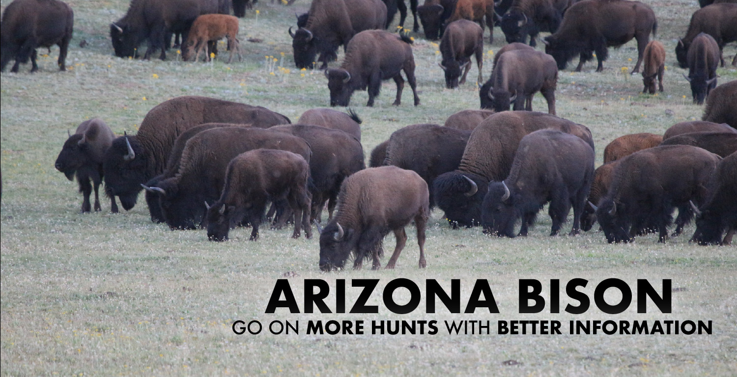 Arizona Bison Hunting