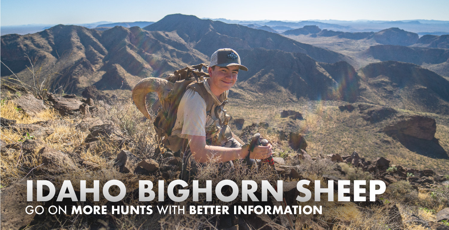 Idaho Bighorn Sheep Hunting