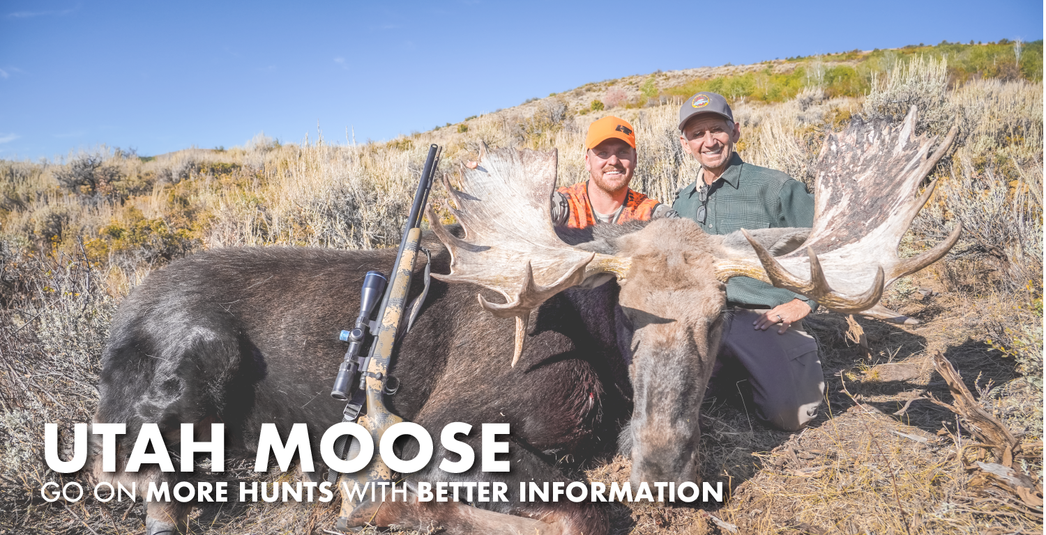 Utah Moose Hunting