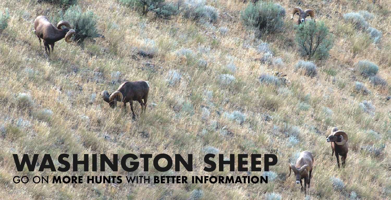 Washington Bighorn Sheep Hunting