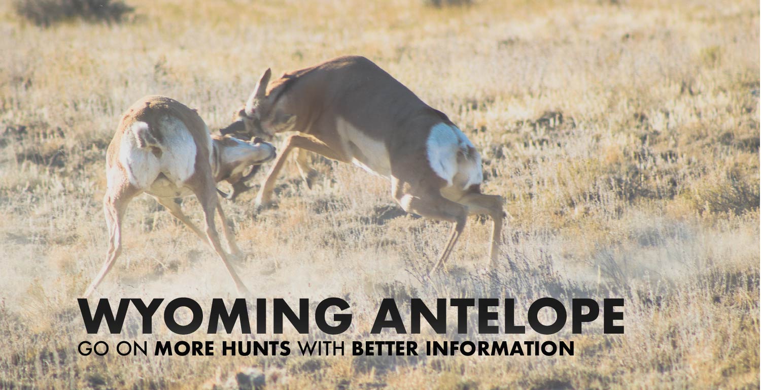 Wyoming Pronghorn Hunting