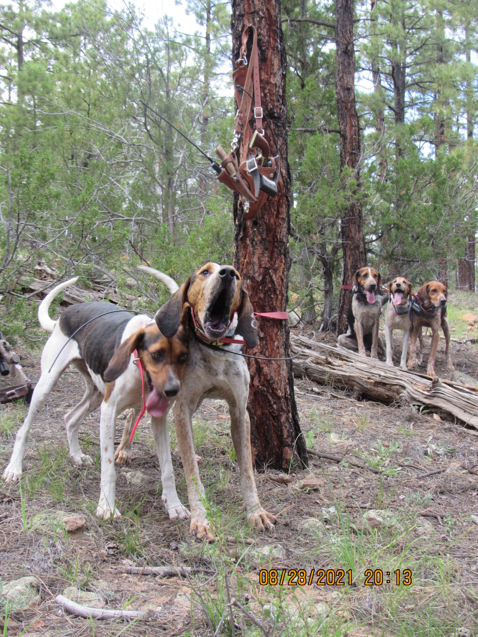 Hunting with best sale hounds on foot